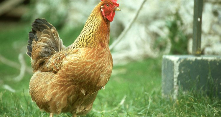 Terramycin is a safe antibacterial agent used for poultry.