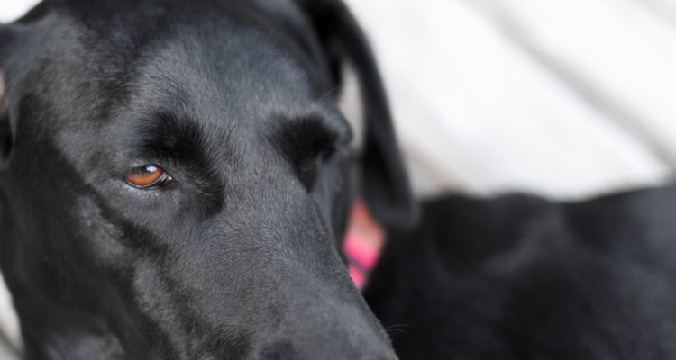 Aprenda a cuidar das verrugas de seu cachorro