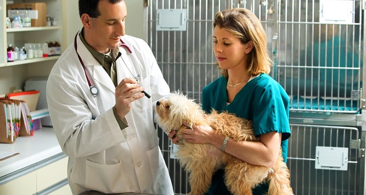 La eutanasia puede ser necesaria para animales enfermos, heridos o mayores.