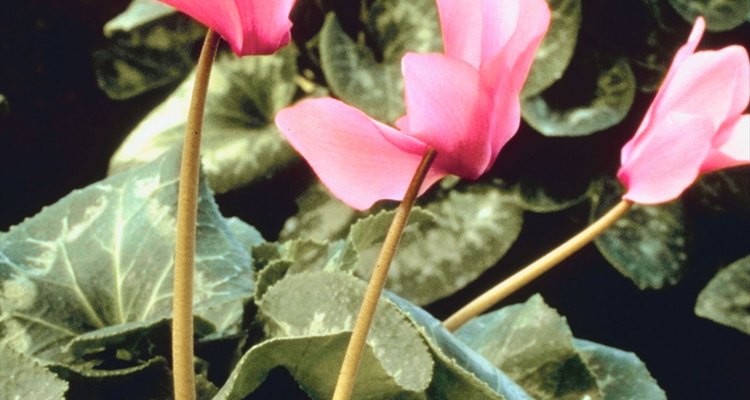 Cyclamen is grown as a houseplant.