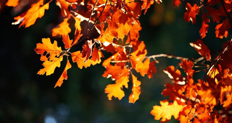 Roble en otoño.