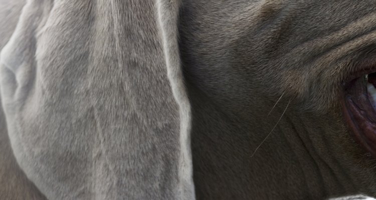 Ear cropping is performed on dogs between four and six months old.