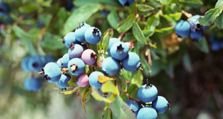 This is a good example of a healthy blueberry plant.