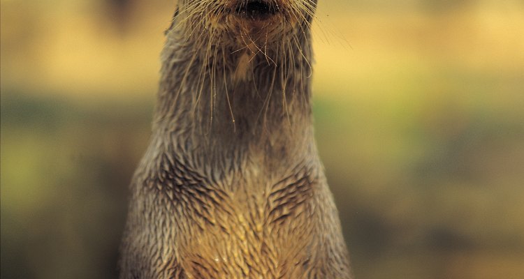 otter