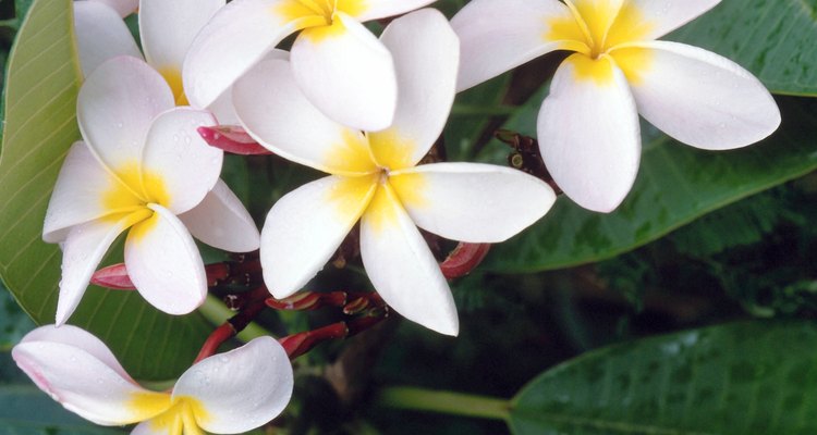 Las flores de la  plumeria rubra vienen en una variedad de colores.