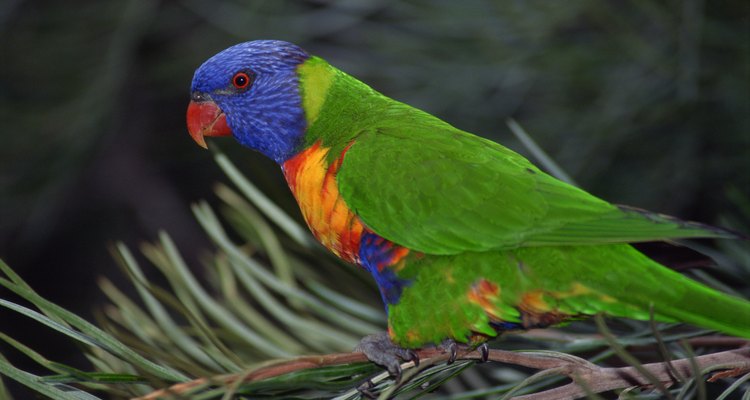 Lorikeets are sociable and can be housed with several different species