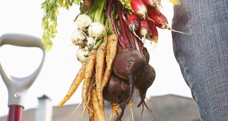 Las hojas frescas de la remolacha se pueden usar en ensaladas.