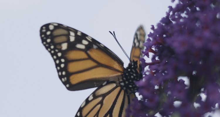 La Reserva de la Biósfera de la Mariposa Monarca es patrimonio desde 2008.