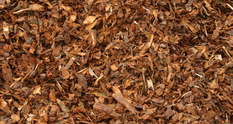 Se recomienda colocar un mantillo de cortezas o astillas de madera de al menos 3 pulgadas (7,5 cm) de profundidad para evitar el crecimiento de la malva común.