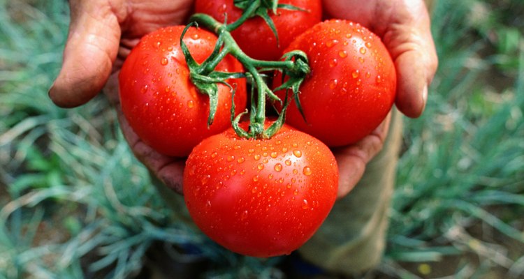 Tomates estão entre os muitos vegetais que preferem solos ligeiramente ácido.