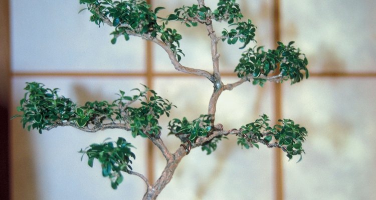 Las plantas bonsai Serissa pueden amoldarse mientras crecen.