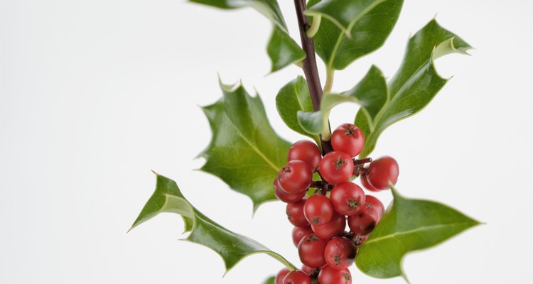 Holly leaves should be dense and glossy.