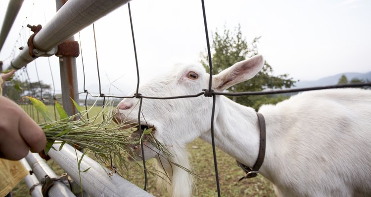 As cabras precisam de grãos em sua dieta