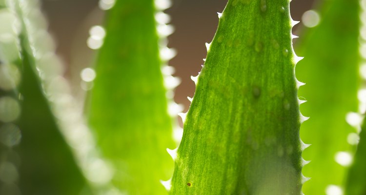 Las hojas de las plantas de aloe vera consisten principalmente de agua.