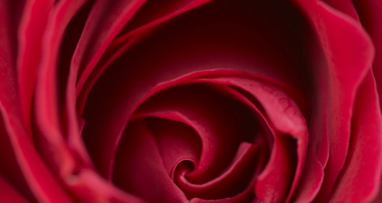 Uma rosa é uma flor completa
