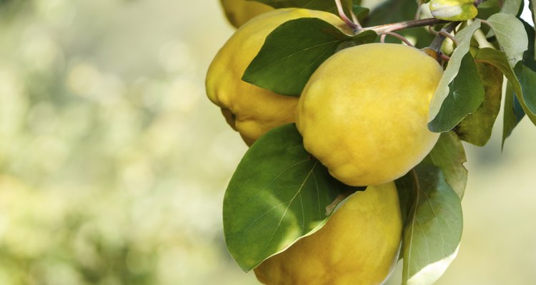 Quinces on tree with beautiful bokeh. Copy space composition. Shallow DoF