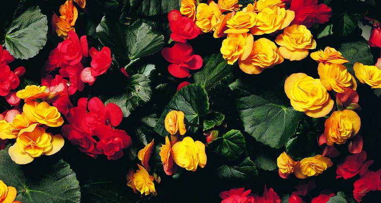 Las begonias cultivarse durante todo el año.