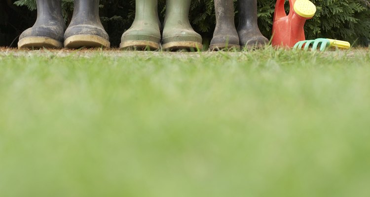 Row of galoshes by hedge, ground view