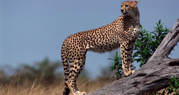 El guepardo es otra especie animal en peligro de extinción.
