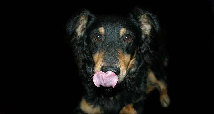 Evita que los perros se laman las zonas con dermatitis aguda.