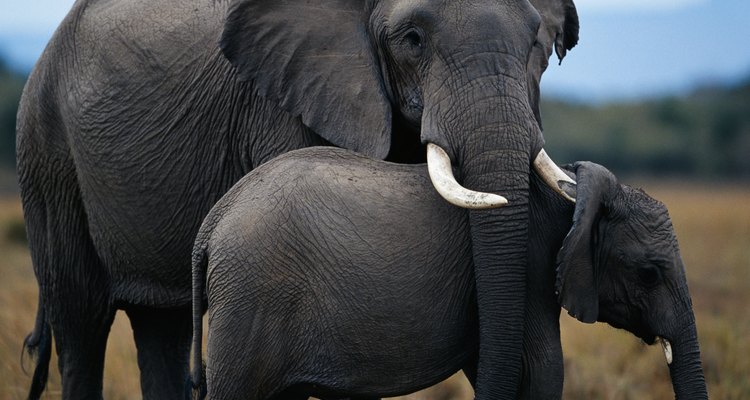 Los colmillos de elefantes están hechos de marfil.