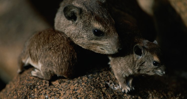 Muitos ratos geram filhotes em ninhos formados debaixo da terra