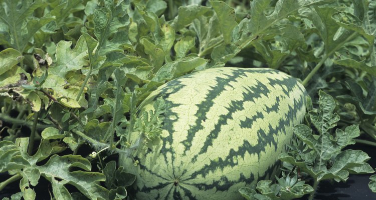 Como un vegetal de estación cálida, la sandía se desarrolla durante los meses de verano, cuando las temperaturas son más altas.