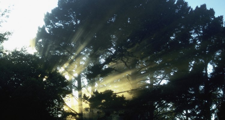 Marin County, en California, tiene hermosos senderos que corren por los bosques y alrededor de reservas.