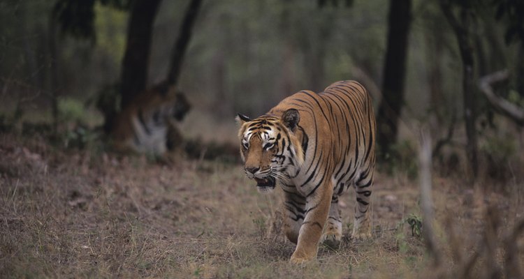 Um tigre (Panthera tigris) em uma floresta tropical sazonal perto de Rajasthan, na Índia