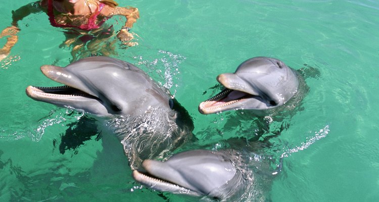 Swim with dolphins in Alcudia.