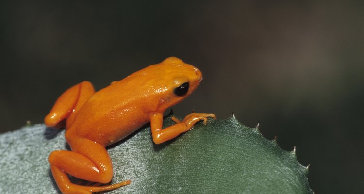 Um sapo-dourado em seu habitat natural