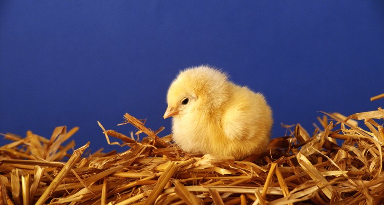 Los comederos pueden ser ajustados a medida que los pollos crecen.