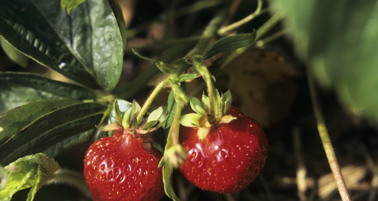 Las variedades de fresa difieren en la frecuencia de floración.