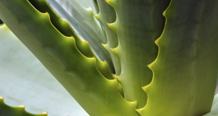 Planta de Aloe vera