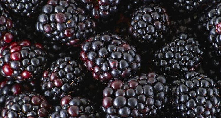 Dark, sweet fruit is one of the advantages of growing blackberry bushes.