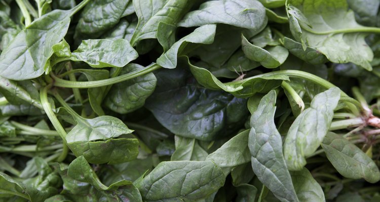 Fresh green leaf spinach