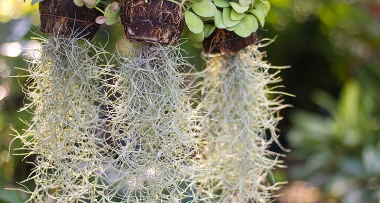 What Are the Benefits of Spanish Moss? | Our Everyday Life