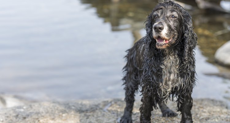 Um cão d'água americano molhado