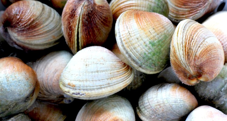 New Zealand Clam