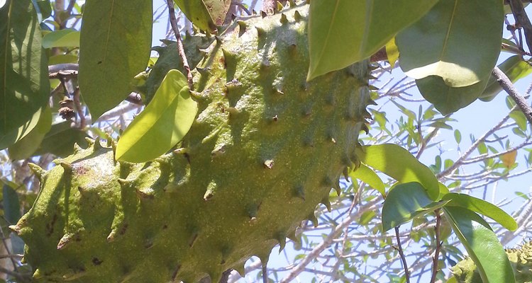 Soursop fruit on the tree.