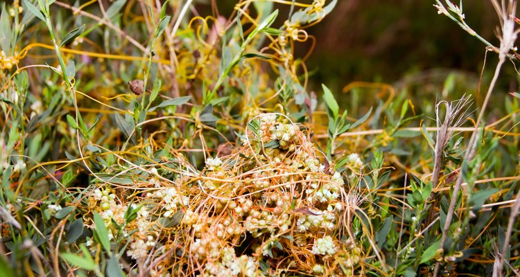 high dodder (Cuscuta campestris)