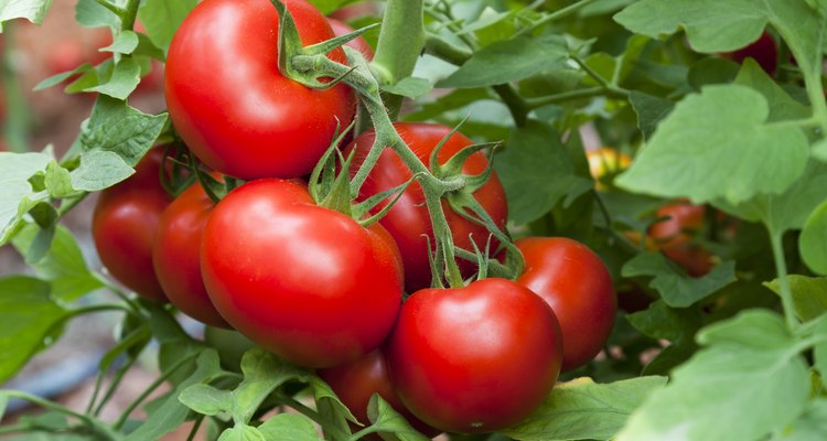 Growth tomatoes