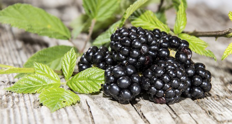 Small heap of Blackberries