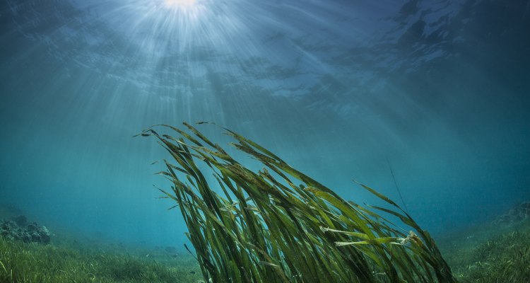 green underwater grass