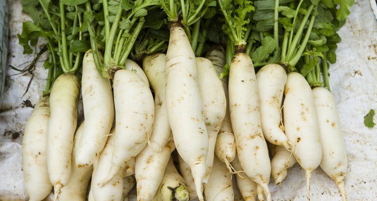 White radish root