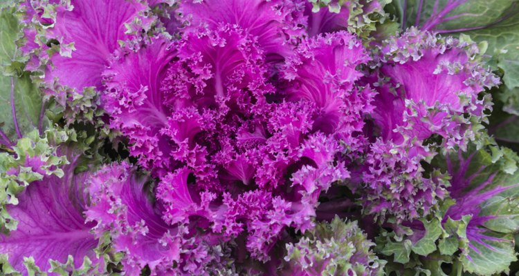 La berza con sus hojas rizdas y brillantes iluminan el jardín.