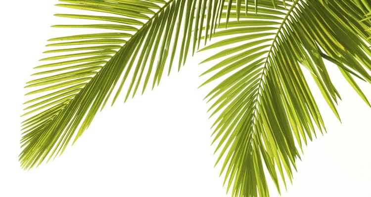 A palmeira-areca é nativa do leste de Madagascar