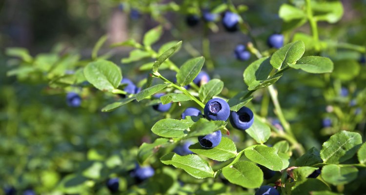 blueberry shrubs with berry