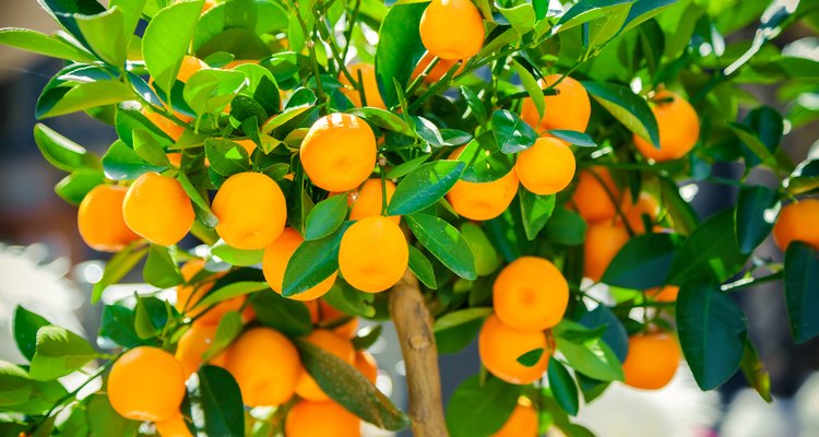 mandarin tree