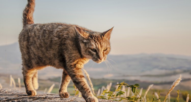 Cats have a tendency to roam.